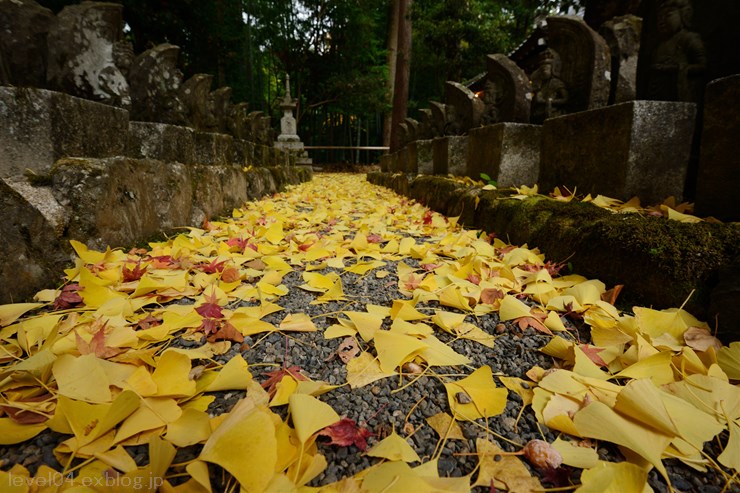 京都 赤山禅院 ～紅葉～_d0319222_14195931.jpg