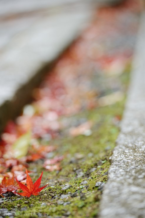 京都 赤山禅院 ～紅葉～_d0319222_14202437.jpg