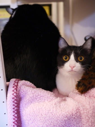 サンドウィッチ猫 空みるきぃ編_a0143140_083846.jpg