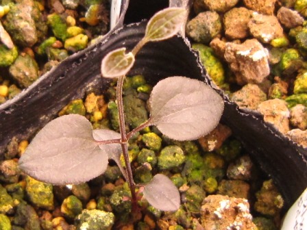 c0025140_21341218.jpg