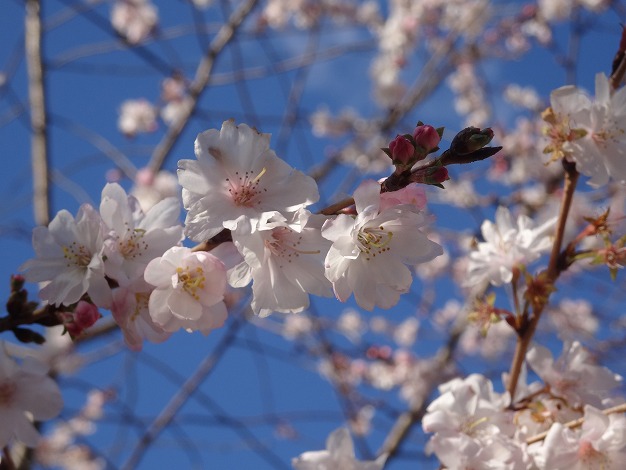 當麻寺の冬ぼたん_b0299042_20124258.jpg