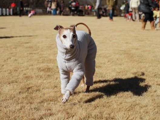 ルビちゃんのパッパラピーな顔からスッキリ～な顔まで。_b0234654_20502460.jpg