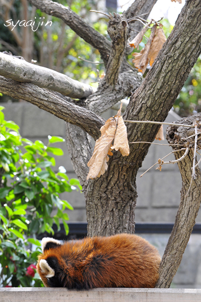 野毛山動物園のレッサーパンダ　「ケンケン」_d0251161_927823.jpg