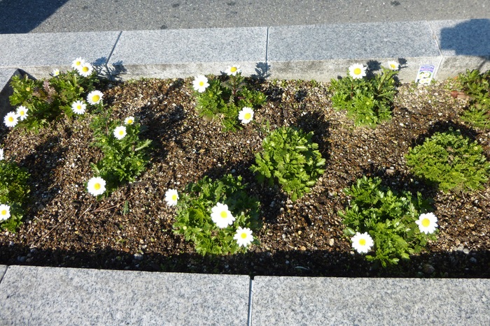 今日の芦屋川_f0205367_19264770.jpg