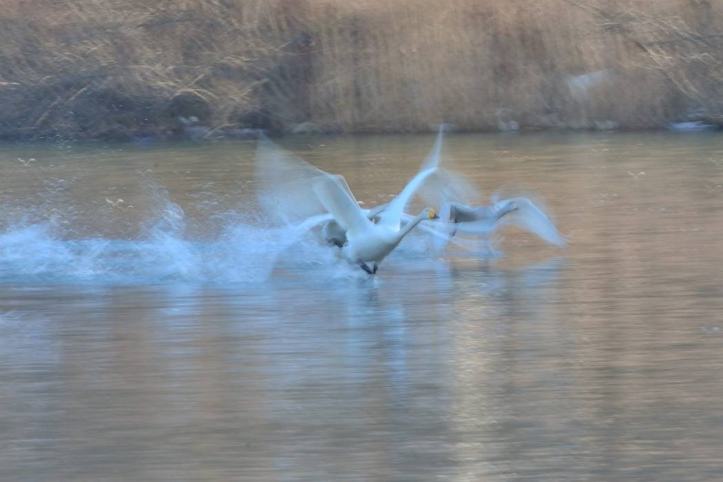 白鳥 ③_b0223668_6555422.jpg