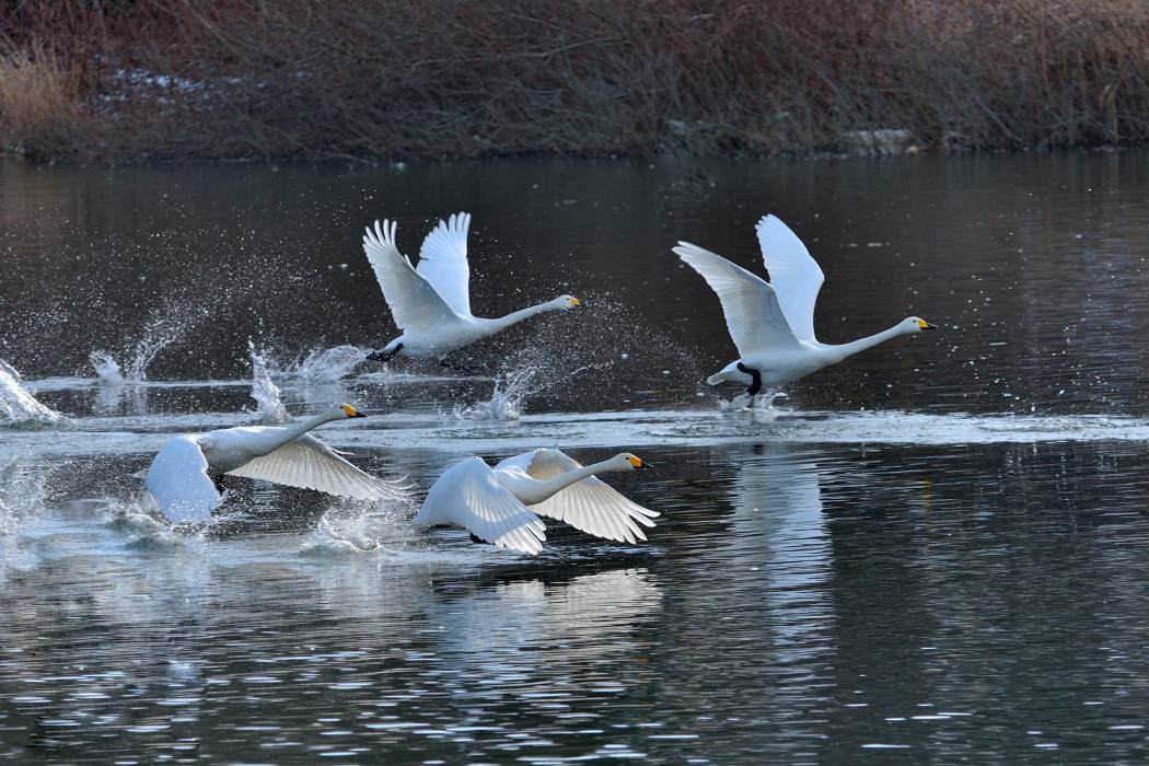 白鳥 ③_b0223668_656684.jpg