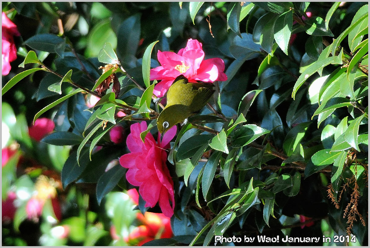 公園の山茶花メジロ_c0198669_2113135.jpg