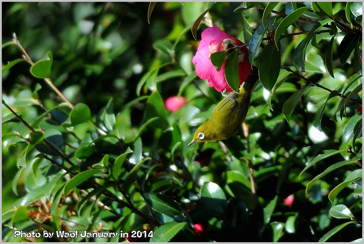 公園の山茶花メジロ_c0198669_212920.jpg