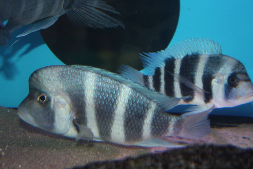 Cyphotilapia Frontosa Gibberosa Flourescent Blue Nangu フロントーサ 中心 各種類 各サイズ取り揃えています 通信販売専門 jaccジャパンアフリカンシクリッドクラブへようこそ Cyphotilapia Frontosa Gibberosa Flourescent Blue Nangu フロントーサ 中心 各種類 各サイズ取り揃えています 通信販売専門 jaccジャパンアフリカンシクリッドクラブへようこそ