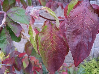 c0229483_17285531.jpg