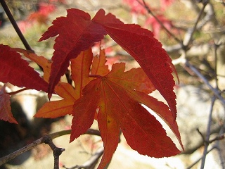 c0229483_17292992.jpg