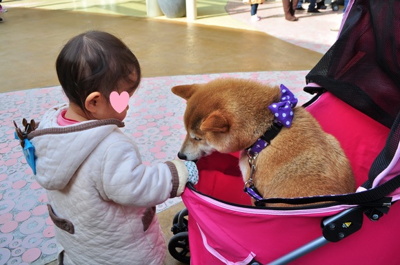 優しいかぼちゃん_a0126590_22263722.jpg