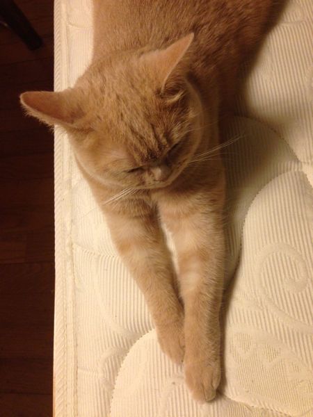 クリコも置き猫に!_c0108595_12442916.jpg
