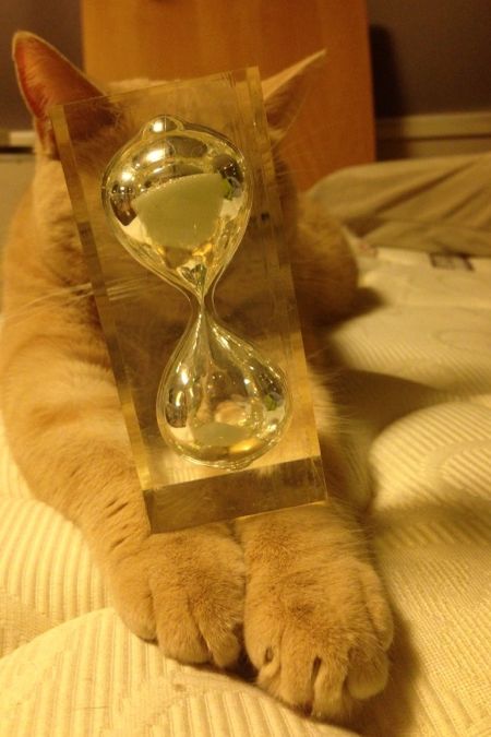 クリコも置き猫に!_c0108595_12465177.jpg