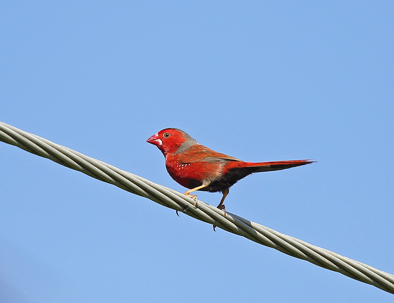 赤い鳥 アサヒスズメ レンズの向こうに君がいる