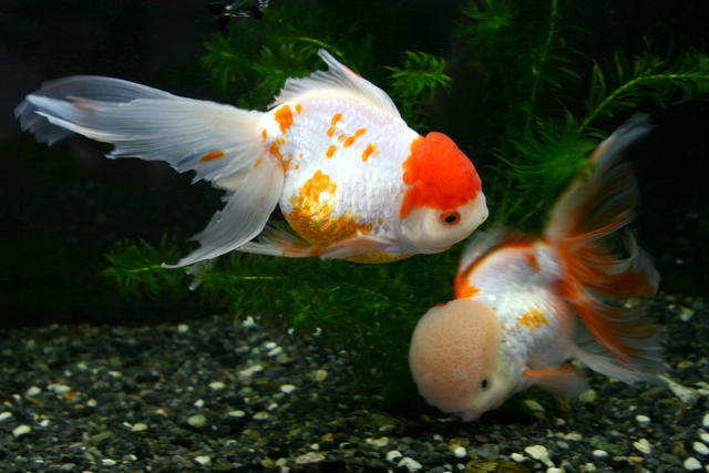 まだ続く金魚の変色 のどかに
