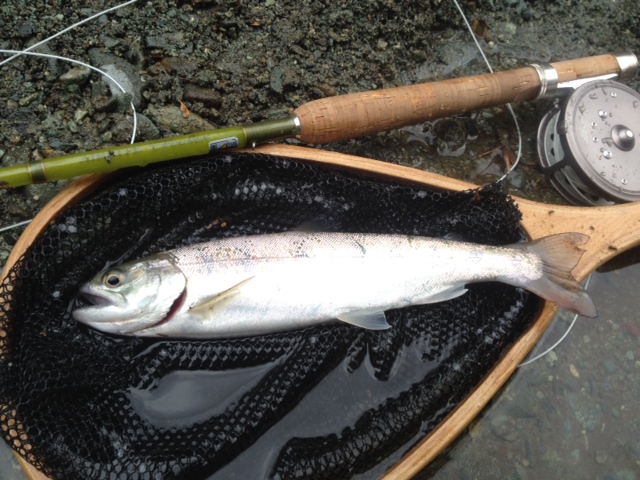 初釣り(ミッジデビュー) その2_c0149633_19295343.jpg