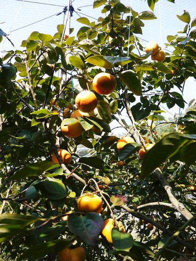 太秋柿 今年も最高の太秋柿を育てるために徹底した落ち葉拾い!_a0254656_1841487.jpg