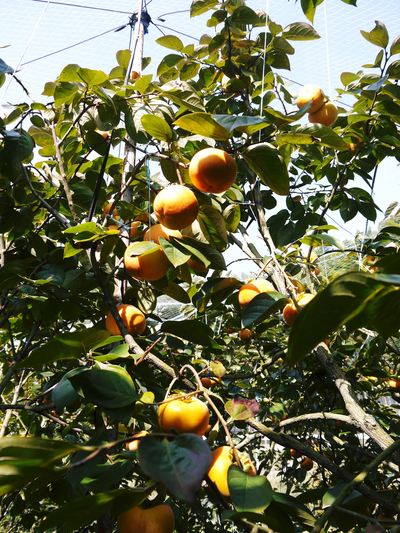 太秋柿　今年も最高の太秋柿を育てるために徹底した落ち葉拾い！_a0254656_1841487.jpg