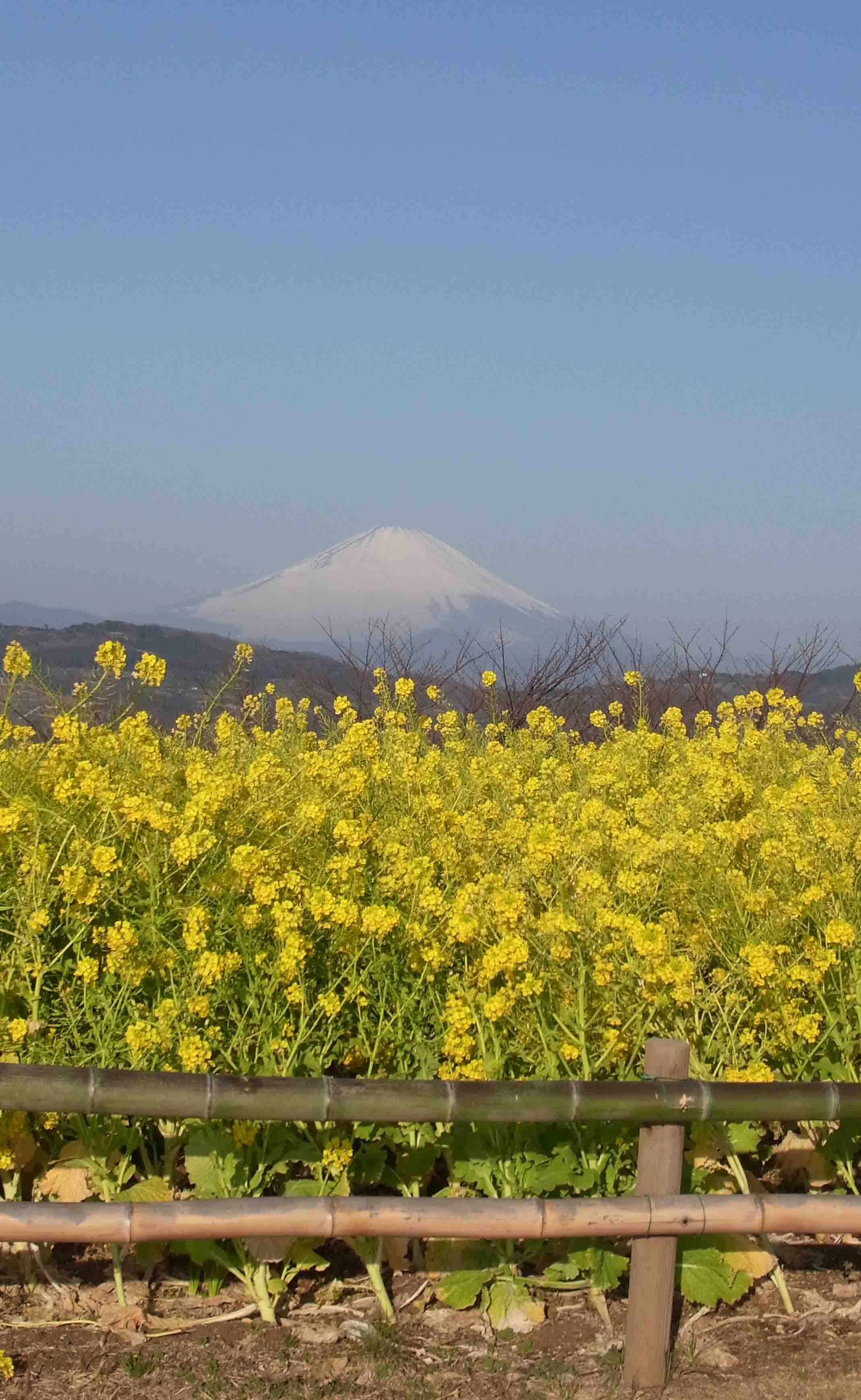 吾妻山・菜の花ウオッチング_d0073371_8111249.jpg