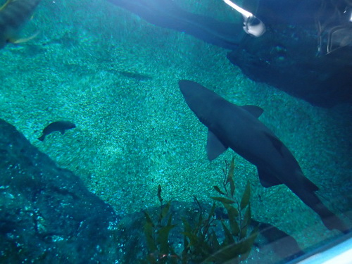 Siam Ocean World　（その2）_a0002177_19421316.jpg