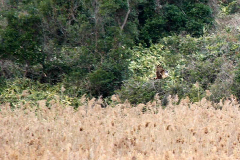 冬の葛西臨海公園_a0127090_21293445.jpg