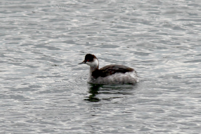 冬の葛西臨海公園_a0127090_21414119.jpg