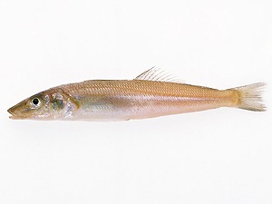 c0187004_9154152.jpg