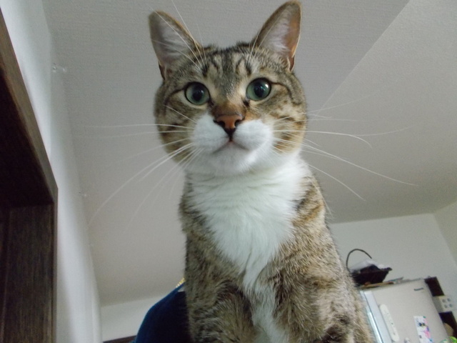 おれ ねこ Eテレ0655風 ちゃたろうとゆきまま日記 おれ ねこ Eテレ0655風 ちゃたろうとゆきまま日記