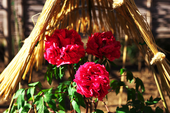a0263109_20431323.jpg