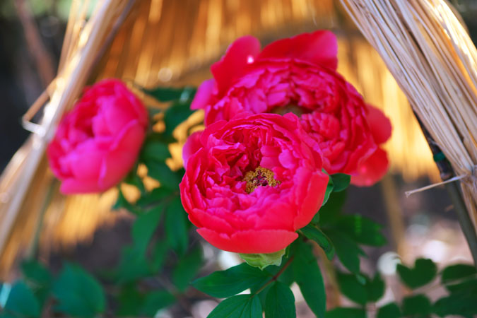 a0263109_20444246.jpg