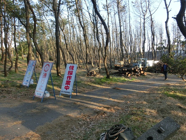 深刻だ! 元吉原地区の海岸線の後退と松枯れ_f0141310_834299.jpg