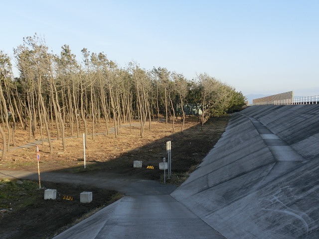 深刻だ! 元吉原地区の海岸線の後退と松枯れ_f0141310_837174.jpg