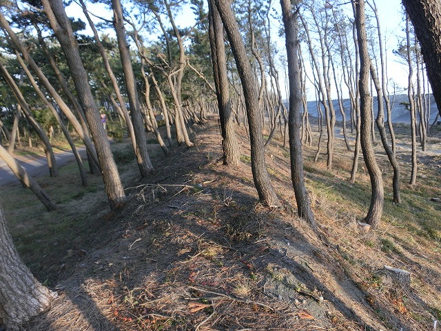 深刻だ! 元吉原地区の海岸線の後退と松枯れ_f0141310_8373739.jpg