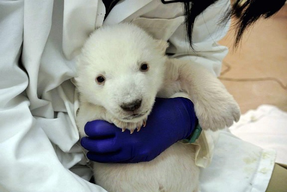 カナダ・トロント動物園で誕生し、人工哺育となった雄の赤ちゃんのレミーが生後2か月となる_a0151913_3533315.jpg