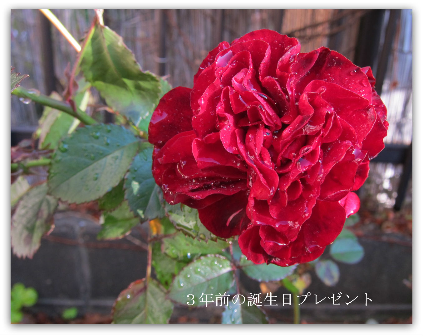 保存方法は 花暦 風に吹かれて