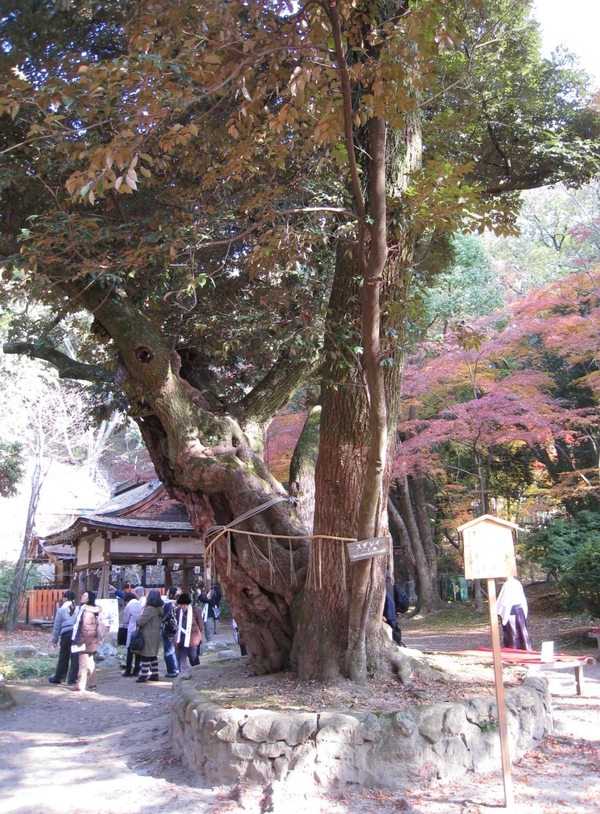 上賀茂神社（かみがもじんじゃ）③_d0287413_10312033.jpg