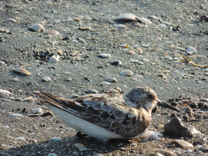 船橋3番瀬のトウネン Red-necked Stint_f0206939_2320024.jpg