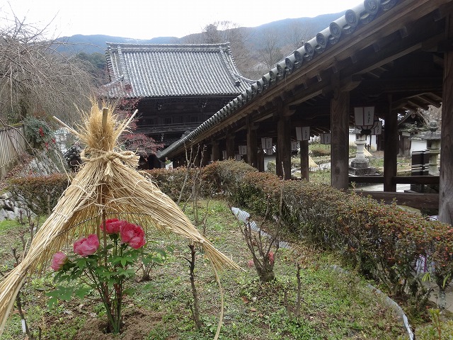 冬牡丹・長谷寺_b0299042_2030183.jpg