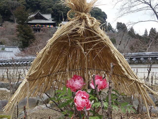 冬牡丹・長谷寺_b0299042_20572696.jpg