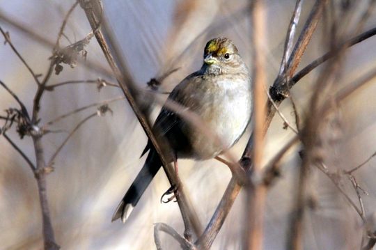 迷　鳥　キガシラシトド_e0139059_14201192.jpg