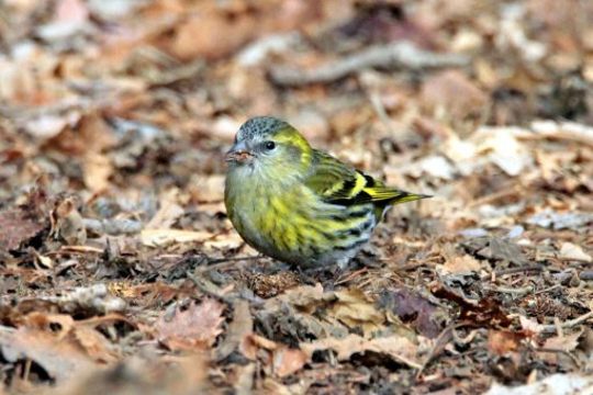 山みち　ニホンリス、マヒワ_e0139059_142037.jpg