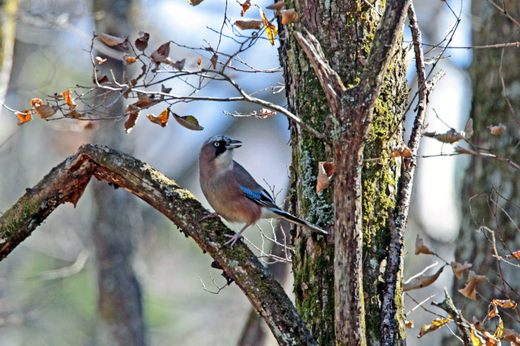 １　Ｊａｙ　 カケス　　_e0139059_16213921.jpg