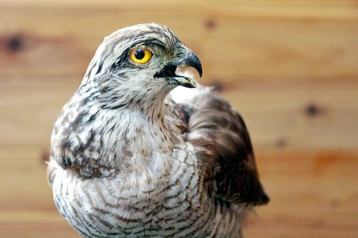 おたから ツミ、オオルリ : 頑固親父の探鳥記 おたから ツミ、オオルリ : 頑固親父の探鳥記