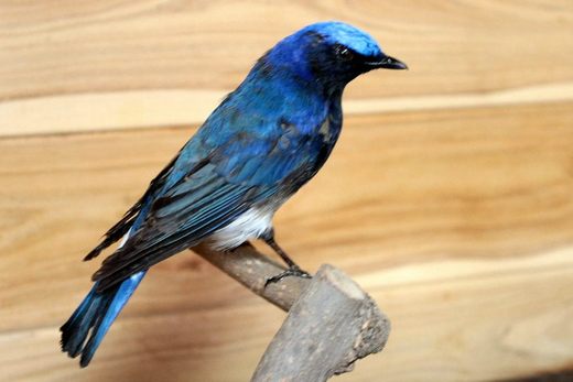Feather様専用 セット販売 ツミ雄成鳥の剥製・2体 ハイタカの剥製