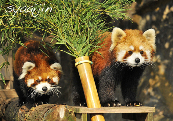 「レッサーパンダの館」 ツーショット！_d0251161_12551418.jpg