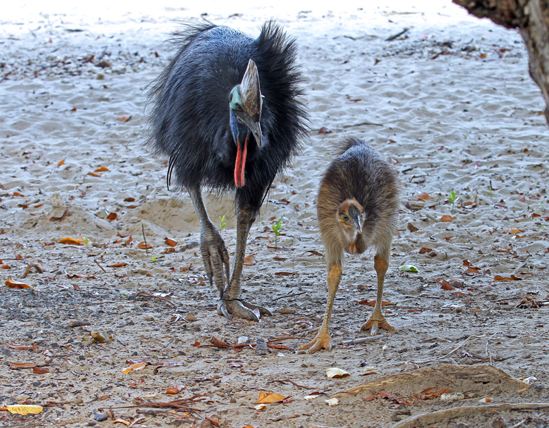 危険な鳥・・「ヒクイドリ親子」_d0195897_1753225.jpg