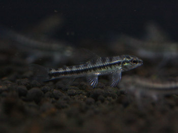 c0165800_20152450.jpg
