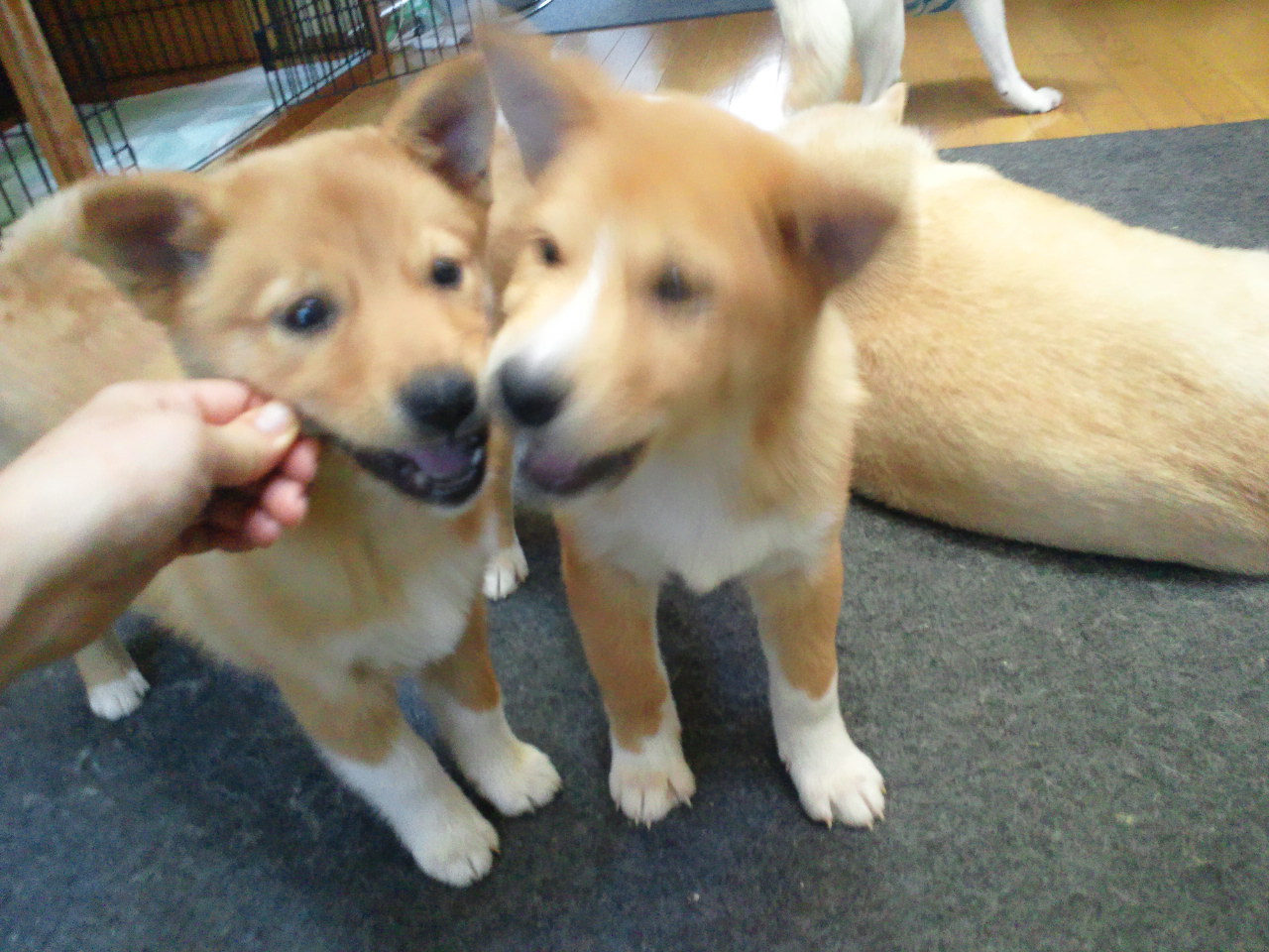 はじめまして!(ごんぼ&くわい)_f0242002_1163964.jpg