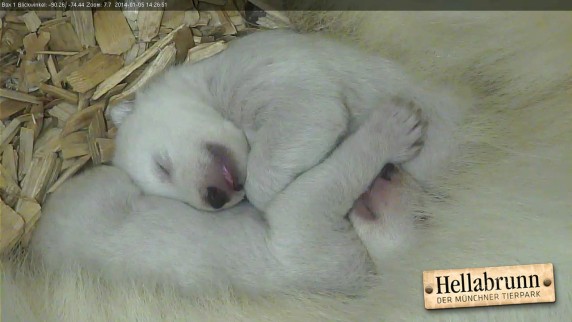 ドイツ・ミュンヘンのヘラブルン動物園で誕生の双子の赤ちゃん、無事に生後一か月が経過_a0151913_1425194.jpg